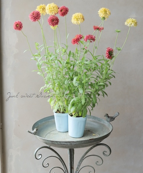 ガイラルディア・プルケラ・ラズルダズル 『ピンク×レモン』 2色咲き