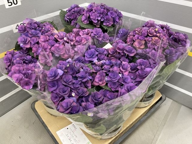 八重咲き紫陽花 『フェアリーラブ』 ブルー | すべての商品