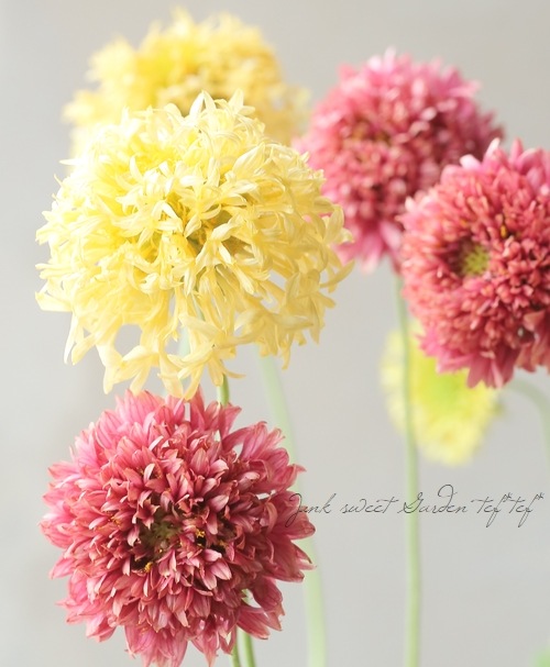 ガイラルディア・プルケラ・ラズルダズル 『ピンク×レモン』 2色咲き