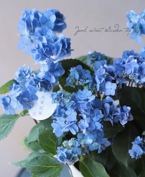 �ڵȲ���Ҥ���ۻ����۲֡��ض����� -�쥤��-�١��֥롼