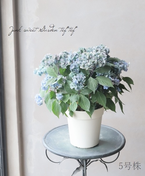 吉岡麗子さん】山紫陽花 『九重麗華 -レイカ-』 ブルー | Flower