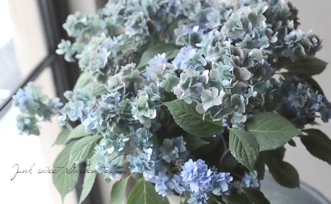 吉岡麗子さん】山紫陽花 『九重麗華 -レイカ-』 ブルー | Flower