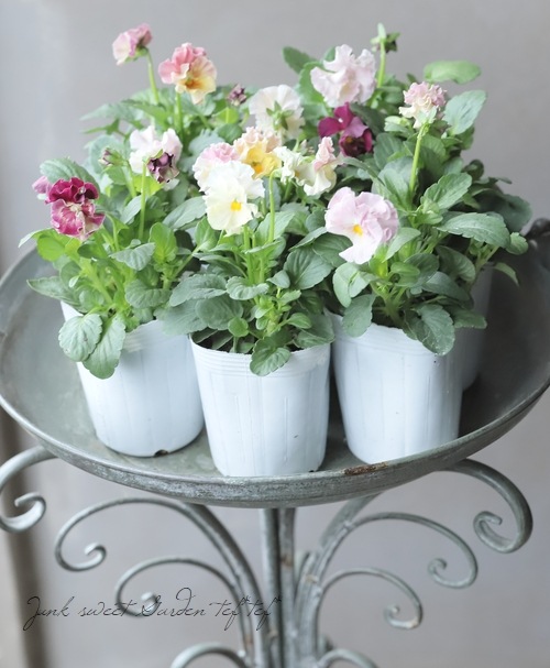 シエルブリエ7 ○フリル咲きパンジー 『シエルブリエ』 【ピンク系】 花日和