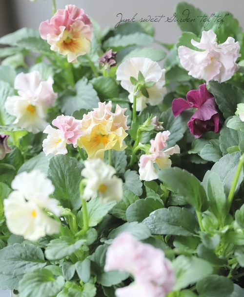 ○フリル咲きパンジー 『シエルブリエ』 【ピンク系】 花日和