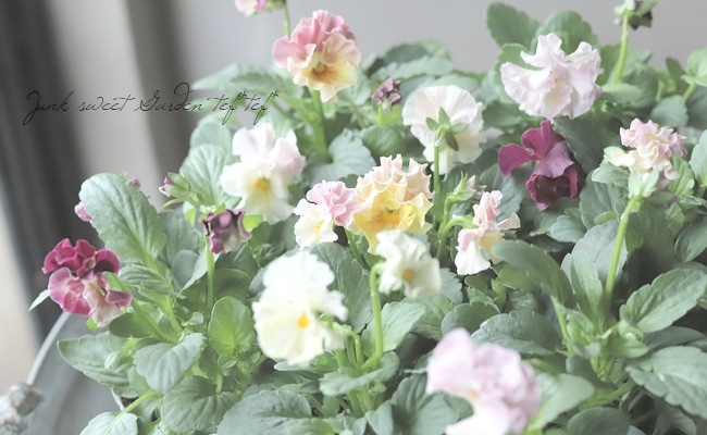 ○フリル咲きパンジー 『シエルブリエ』 【ピンク系】 花日和