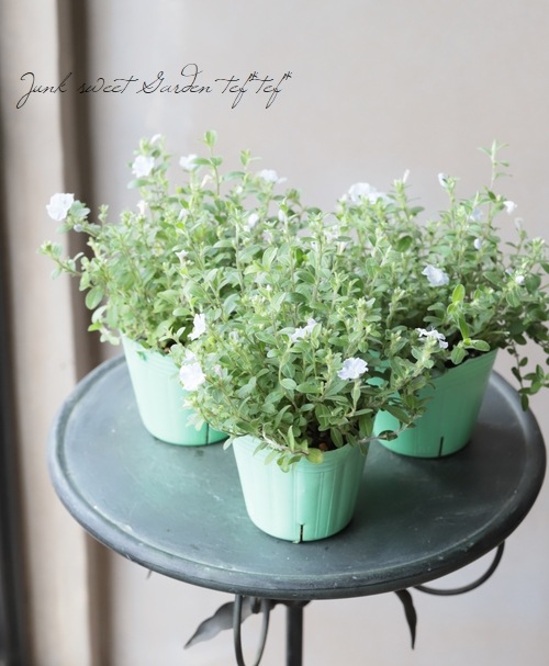 這性エボルブルス コットンキャンディ すべての商品 Junk Sweet Garden Tef Tef