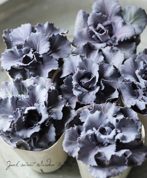 □マツバラフラワーファームさん葉牡丹 『ブルームレッド』 | すべての