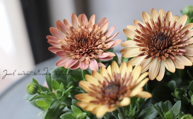 �����ƥ����ڥ�ޥࡦ���֥�ץ�󥻥����إ������١�