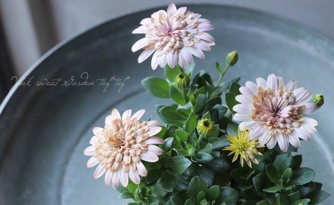 オステオスペルマム・ダブルプリンセス 『コーラル』 | すべての商品