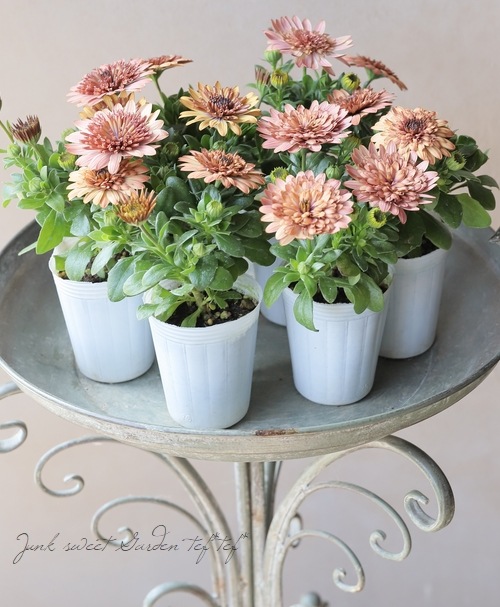 �����ƥ����ڥ�ޥࡦ���֥�ץ�󥻥����إ������١�