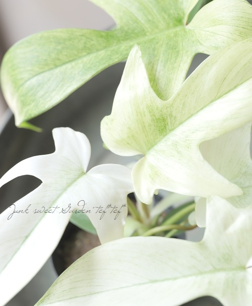 観葉植物】 フィロデンドロン 『フロリダゴースト 』 | すべての 観葉植物】 フィロデンドロン 『フロリダゴースト 』 | すべての