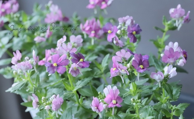 �ɺ��ͥ᥷��������󥸡��إ����꡼�ԥ󥯡�