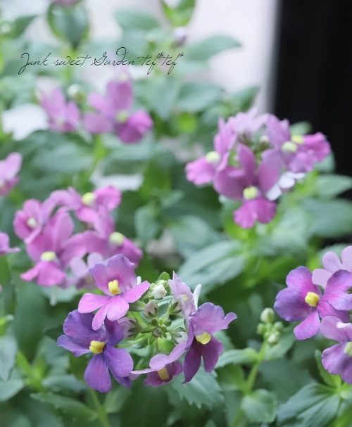 �ɺ��ͥ᥷��������󥸡��إ����꡼�ԥ󥯡�