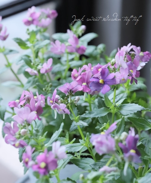 �ɺ��ͥ᥷��������󥸡��إ����꡼�ԥ󥯡�