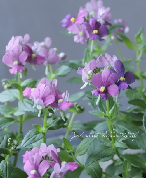 �ɺ��ͥ᥷��������󥸡��إ����꡼�ԥ󥯡�