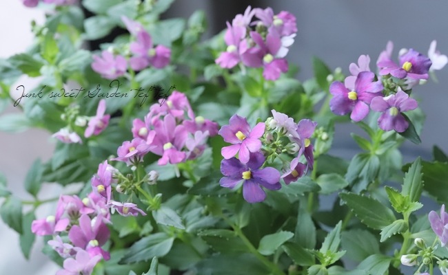 �ɺ��ͥ᥷��������󥸡��إ����꡼�ԥ󥯡�