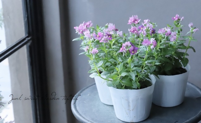 �ɺ��ͥ᥷��������󥸡��إ����꡼�ԥ󥯡�