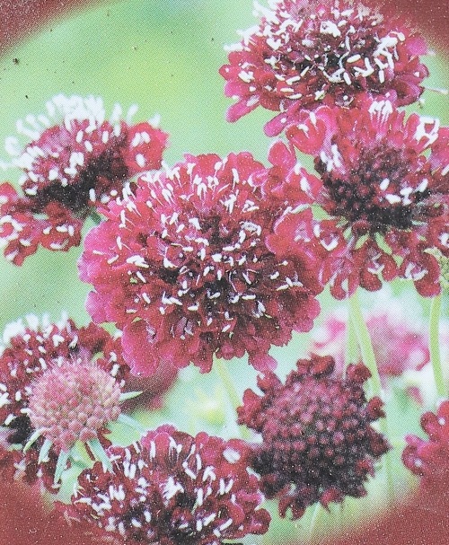 zingai  お出かけ　sp le coq sportif(ルコックスポルティフ) ポーチ付き2WAYテサゲ | イオン