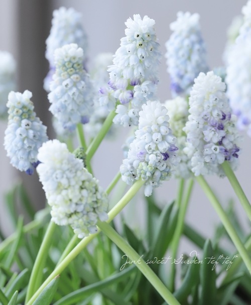 ���ڵ庬��ʪ�� Ȭ�ź餭���ॹ���ꡡ�إ��֥�ޥ��å���