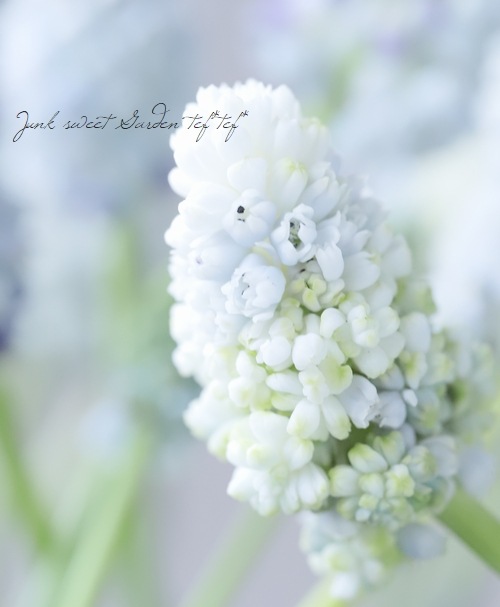 ���ڵ庬��ʪ�� Ȭ�ź餭���ॹ���ꡡ�إ��֥�ޥ��å���