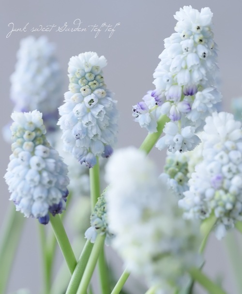 □【球根植物】 八重咲き！ムスカリ 『ダブルマジック』 | すべての