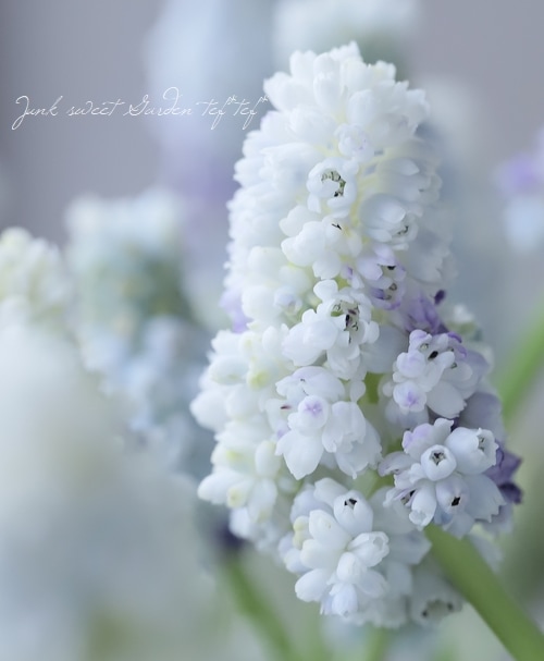 □【球根植物】 八重咲き！ムスカリ 『ダブルマジック』 | すべての