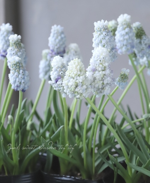 □【球根植物】 八重咲き！ムスカリ 『ダブルマジック』 | すべての