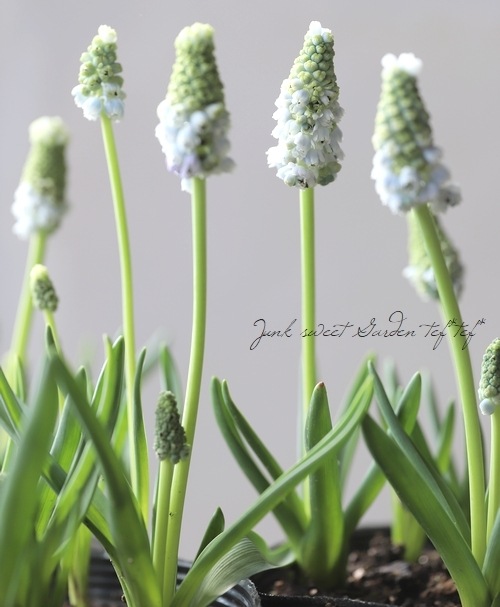 ムスカリ □【球根植物】 八重咲き！ムスカリ 『ダブルマジック』 | すべての