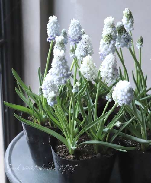 □【球根植物】 八重咲き！ムスカリ 『ダブルマジック』 | すべての