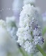 ���ڵ庬��ʪ�� Ȭ�ź餭���ॹ���ꡡ�إ��֥�ޥ��å���