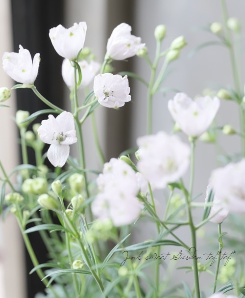 �ǥ�ե��˥��ࡦ���ͥ󥷥� �إǥ�����ԥ󥯡�