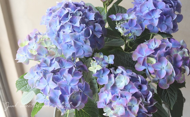 秋色紫陽花品種 『ラグーン』ブルー | すべての商品 | | Junk sweet