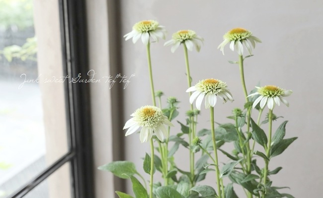 八重咲きエキナセア ミルクシェイク すべての商品 Junk Sweet Garden Tef Tef