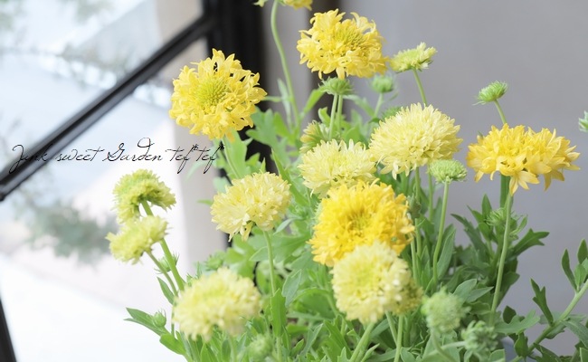 八重咲きガイラルディア・サンダンス 『ホワイト』 | すべての商品