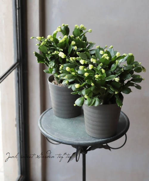 デンマークカクタス 『プチダイヤモンド』 シャコバサボテン | すべて