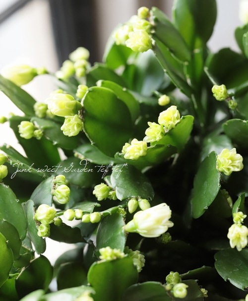 �ǥ�ޡ����������� �إץ���������ɡ١����㥳�Х��ܥƥ�