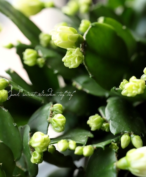 デンマークカクタス 『プチダイヤモンド』 シャコバサボテン