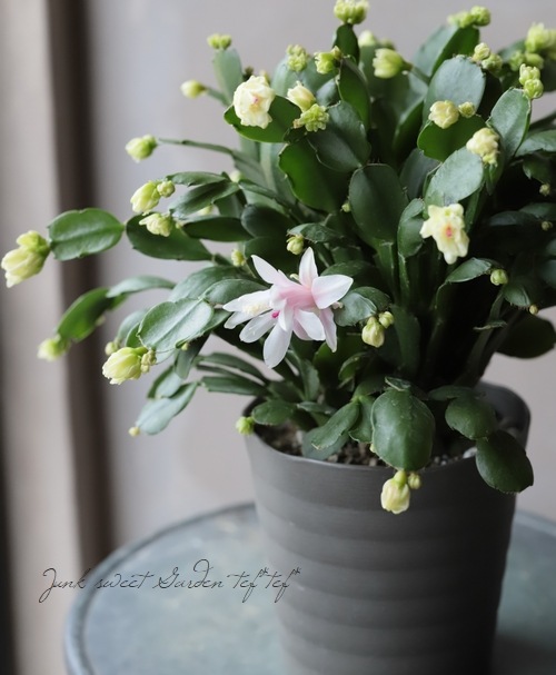 �ǥ�ޡ����������� �إץ���������ɡ١����㥳�Х��ܥƥ�