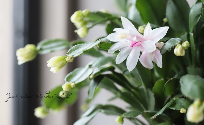 デンマークカクタス 『プチダイヤモンド』 シャコバサボテン | すべて