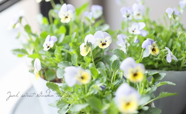 ビオラ・ビオレッタ マイクシリーズ 『ライトブルーミッキー