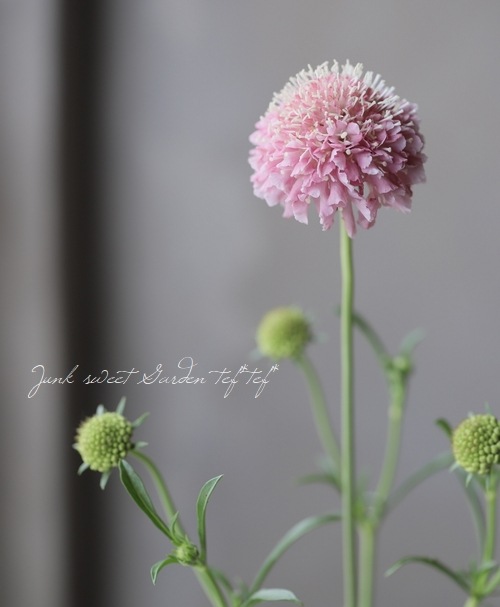 スカビオサ クイズ サーモンピンク すべての商品 Junk Sweet Garden Tef Tef