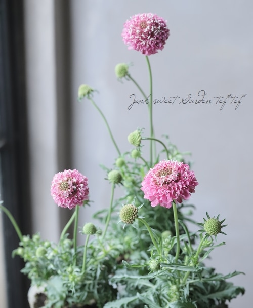 スカビオサ 『クイズ・サーモンピンク』 植え込み用 | すべての商品
