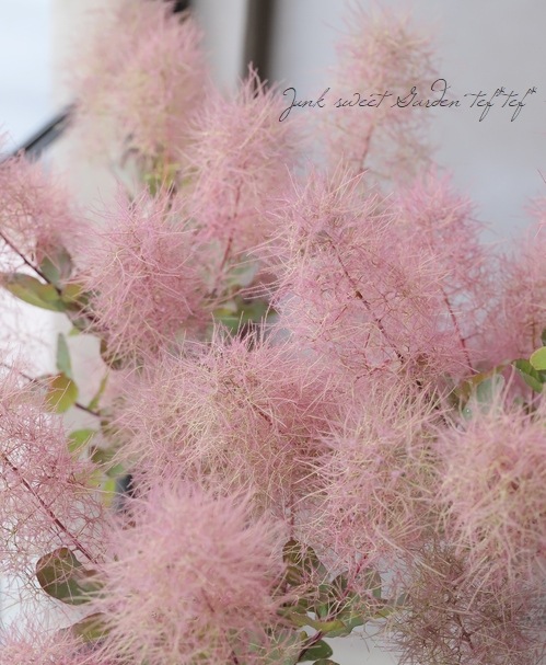 かん椿スモークツリー かん椿スモークツリー