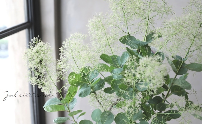 スモークツリー 『ピンクファー』 【168】 | すべての商品 | | Junk