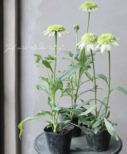 八重咲きエキナセア 『ハニーデュー』 | すべての商品 | | Junk sweet