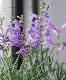 ڥ󥹥ƥ󡡡إ쥯ȥå֥롼ٿ