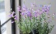 ڥ󥹥ƥ󡡡إ쥯ȥå֥롼ٿ