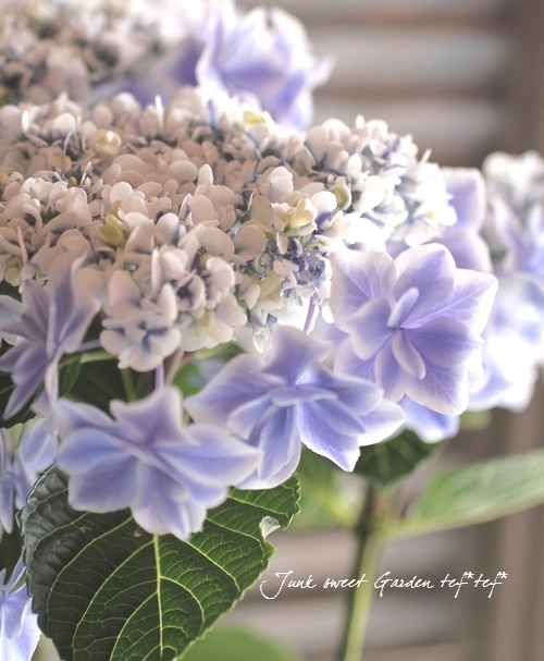 島根オリジナル品種】 八重咲き紫陽花『万華鏡・銀河』 ブルー希少！5