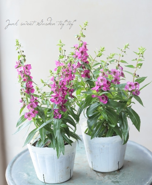 ���󥲥��˥����إ���ʡ� ������