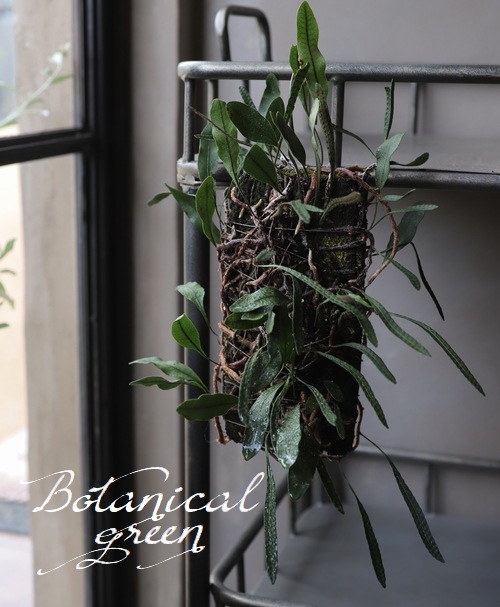 �ڴ��տ�ʪ�ۡ��إ��å����ҥȥĥХ����١��������ȡ١��إ����դ�����������